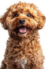 Wall Mural - Adorable Brown Curly Haired Dog