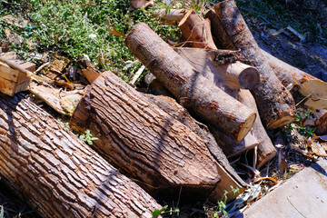 Textured Details of Pine Tree Trunk Cuts. Close Up shot of scattered felled trees. Wood industry. Packaging industry. Backgrounds and wallpaper. Background Photography Concepts.