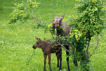 moose calf and cow