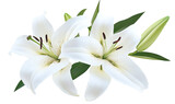 White Lily flower bouquet isolated on transparent background