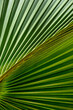 © Danita Delimont - Detail of sabal palm foliage