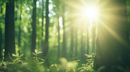 Sticker - Sunlight Through Trees in Green Forest