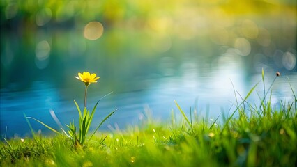 Wall Mural - A serene scene of a small, yellow flower basking under the sun on a grassy knoll by a tranquil body of water