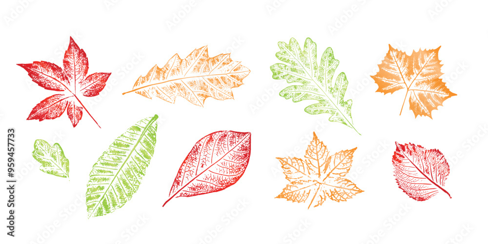 Autumn leaves assortment for the fall season. Colorful leaf set of oak ...