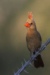 Northern cardinal female in the spotlight, USA, Arizona.