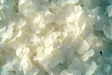 Canvas Print - Close-up of white flowers