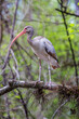 © Danita Delimont - Immature white ibis in southwest Florida swamp.