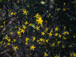 Wall Mural - Yellow flowers in the garden