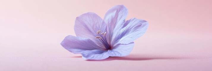 Poster - A delicate violet flower rests on a soft pastel pink background, showcasing its intricate petals and subtle textures, creating a serene and elegant visual effect