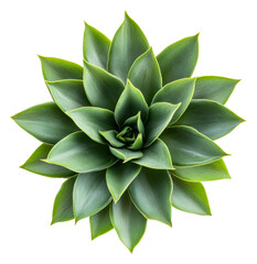 Aloe vera plant with bright green leaves indoors, cut out - stock png.