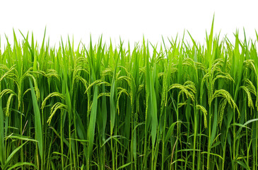 Sunny rice field ready for harvest, cut out - stock png.