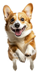 Corgi jumping happily in a bright setting, cut out - stock png.