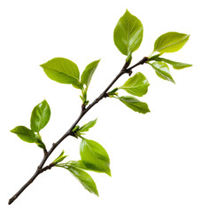 Fresh green leaves on a branch in natural light, cut out - stock png.