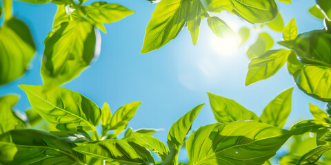 Lush basil leaves thriving under bright sunlight against a clear blue sky, 