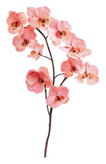 Elegant pink orchids on display, cut out - stock png.