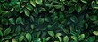 © Ilgun - Green plant botanical natural backdrop Fresh herbal background with copy space