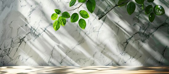 Poster - Fresh green leaves of spring on a branch in sunlight casting shadows on a white marble tile wall and wood table with copy space