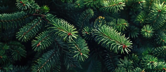 Poster - Background of Christmas fir tree branches Wallpaper featuring a Christmas pine tree Copy space