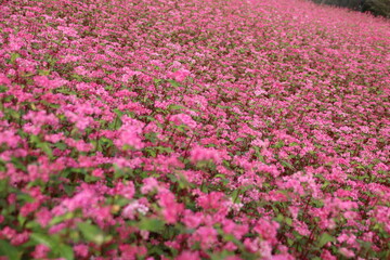  アカソバ（高根ルビー）の咲く野。