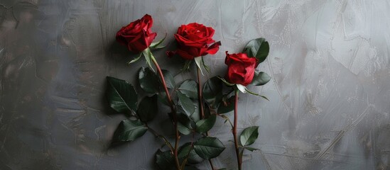 Wall Mural - Three red roses set against a gray background Copy space