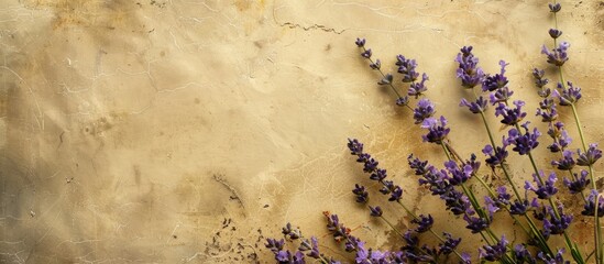 Poster - textured fashionable old paper backdrop square featuring Canarian lavender flowers. Copy space image. Place for adding text and design