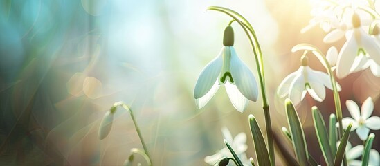 Poster - close up of white snowdrops galanthus nivalis against a blurred background with copy space macrophot