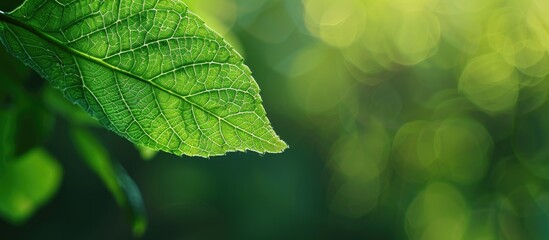 Canvas Print - Close up view of a green leaf against a blurred green backdrop. Copy space image. Place for adding text and design