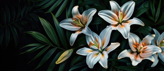 Wall Mural - Gold banded lily Lilium auratum during the Japanese summer. Copy space image. Place for adding text and design