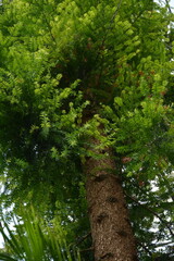 Wall Mural - Tall old coniferous tree with a brown trunk