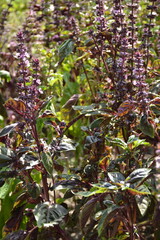 Wall Mural - Agricultural bed with flowering purple basilic