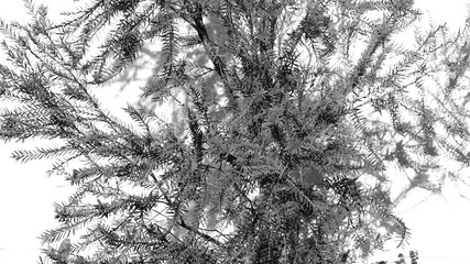 Wall Mural - Tree leaves with wall background in monochrome, Chiangmai province Thailand.