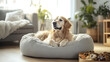 © Itsmagic - A Cozy Haven for PetsA Content Dog Relaxing on a Plush Bed Surrounded by Premium Treats and a Warm Atmosphere