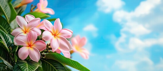 Leinwandbilder - Beautiful pink tropical plumeria frangipani flowers with green leaves against a blue sky featuring copyspace for text decoration