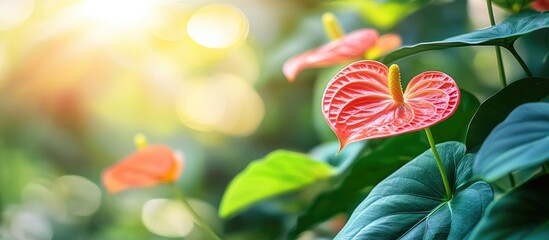 Aufkleber - Selective focus on anthurium vittarifolium plants viewed from beneath in the sunlight. with copy space image. Place for adding text or design