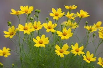 Wall Mural - Bright yellow coreopsis with daisy like petals and slender green stems, AI Generated