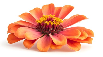 Wall Mural - Zinnia floweron a pure white background. A vibrant orange zinnia flower with radiating petals and a striking center, perfect for floral-themed projects and designs. 