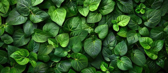 Poster - Leaves arrangement Nature theme background Flat lay and top view image. with copy space image. Place for adding text or design