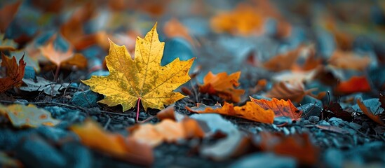 isolated yellow autumn maple leaf. with copy space image. Place for adding text or design