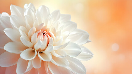 Wall Mural - Close up of Delicate White Dahlia Flower with Soft Bokeh Background