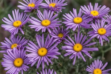 Wall Mural - Purple aster blooms with daisy like petals and yellow centers, AI Generated