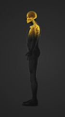 Wall Mural - Human body with highlighted bones anatomy