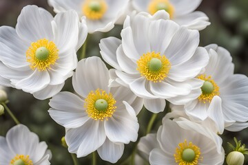 Wall Mural - White anemone flowers with delicate petals and yellow centers, AI Generated