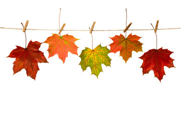 Wall Mural - Colored autumn marple leaves. Dry leaves hanging on rope with clothespins   Thanksgiving and Halloween wallpaper with copyspace