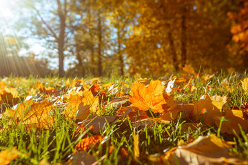 Wall Mural - Beautiful autumn landscape with colorful foliage in the park. Natural background of falling leaves. Autumn season concept