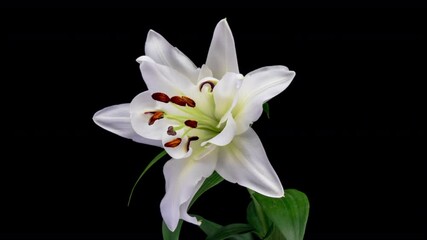 Wall Mural - Beautiful white lily flower on black background. Wedding, Valentines Day, Mothers Day concept. Holiday, love, birthday design backdrop