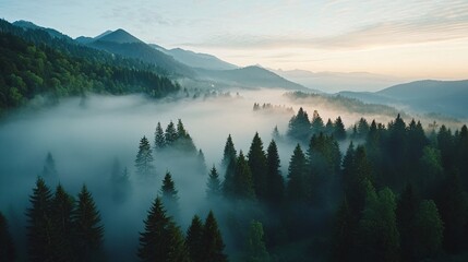 Wall Mural - misty forest landscape at sunrise