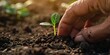 © KM - A Close-Up of Hands Planting Vegetable Seedlings in a Garden, Symbolizing Sustainability and Self-Sufficiency.