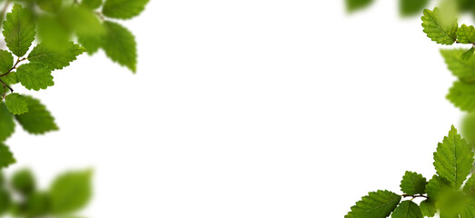Wall Mural - green frame with fresh leaves isolated on white or transparent background