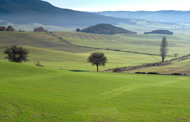 A field of grass with a tree in the middle.