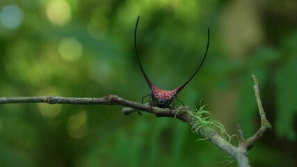 Wall Mural - Long horned orb weaver spider (macracantha arcuata) on its web or nest, natural bokeh background